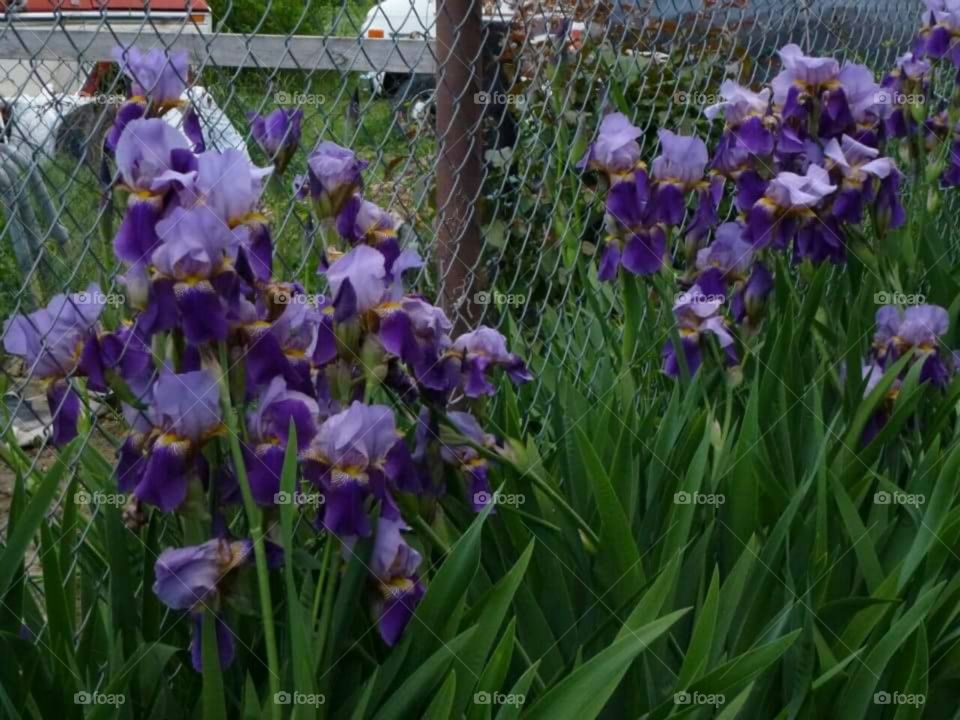 Spring bearded irises.