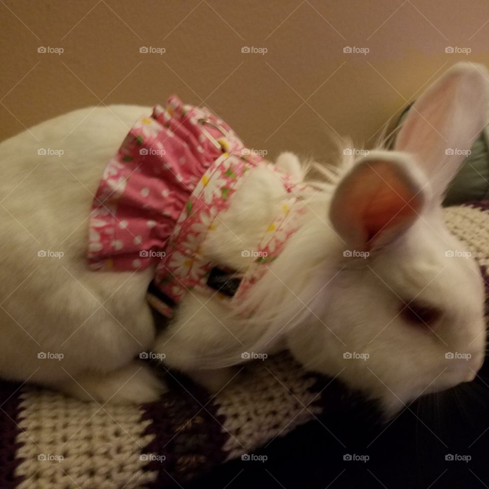 a bunny in cute flower dress