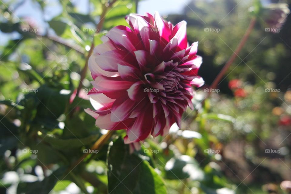 Shadow of a pink red white tip