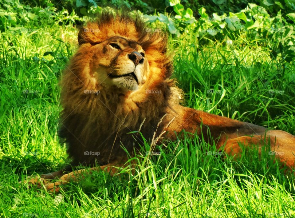 Male Lion At Rest