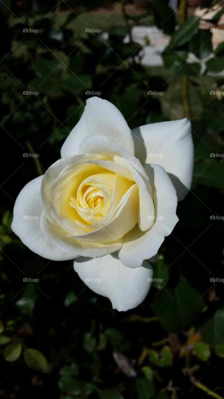 Perfect White Rose. Perfect White Rose