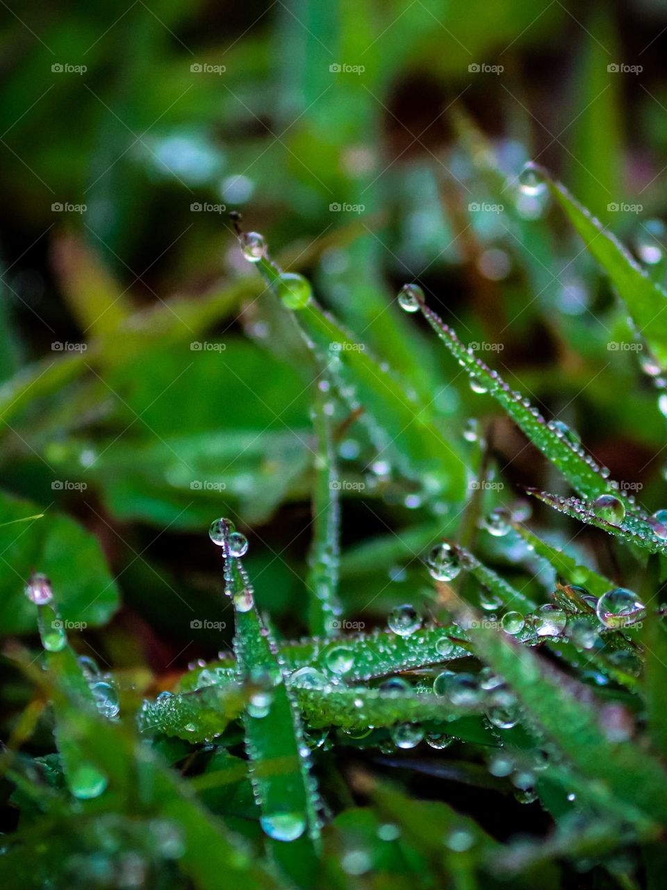 Close up view of dewdrops on the grasses early in the morning