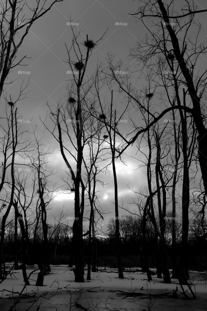 B&W crows nests at sunrise 