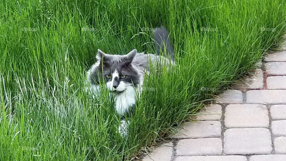 Kitty stealthily crouches in the tall grass unseen by his unsuspecting target. A butterfly perhaps, he is the mighty hunter.