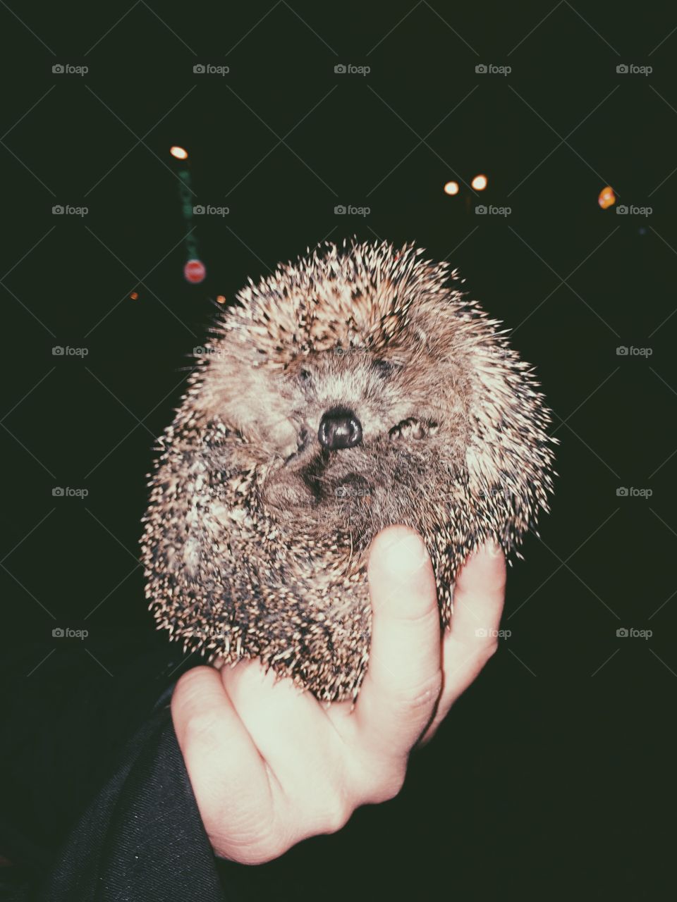 Little hedgehog. Little hedgehog which I meet during the walk at night
