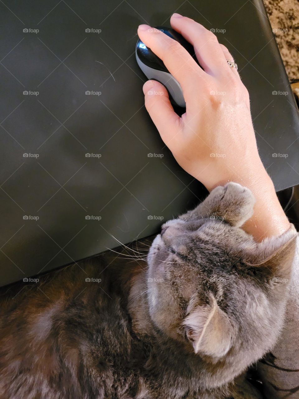 Sweet grey colored pet cat resting on humans lap with their head and paw on humans arm while using mouse for the computer.