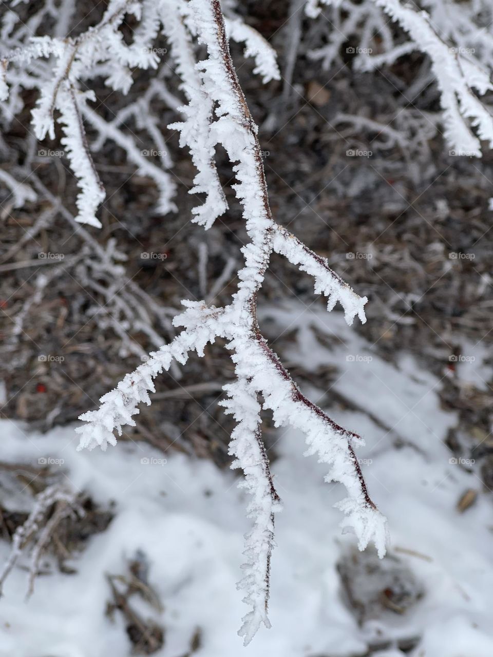 ICE CHRYSTALS ON A TREE BRANCH