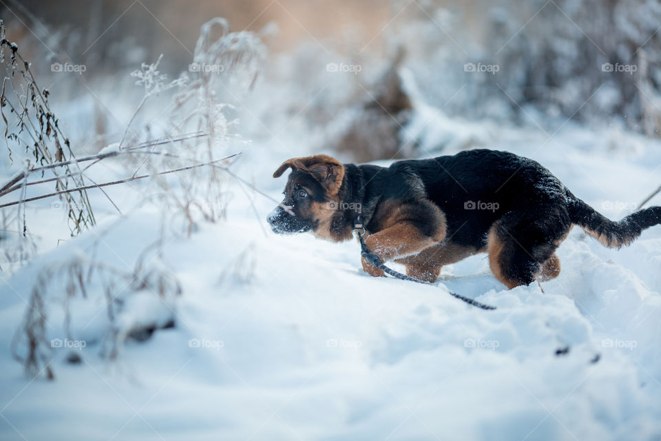 Red cute german shepard 3-th months puppy portrait at snow at the winter