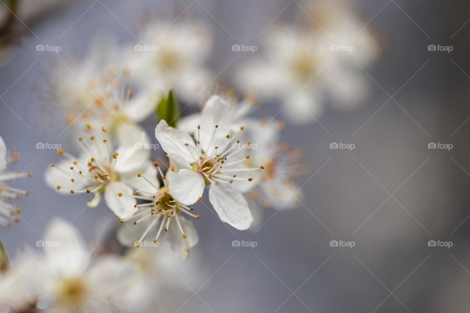 A portrait of a white blossom flower in between others on the same branch of a bush.