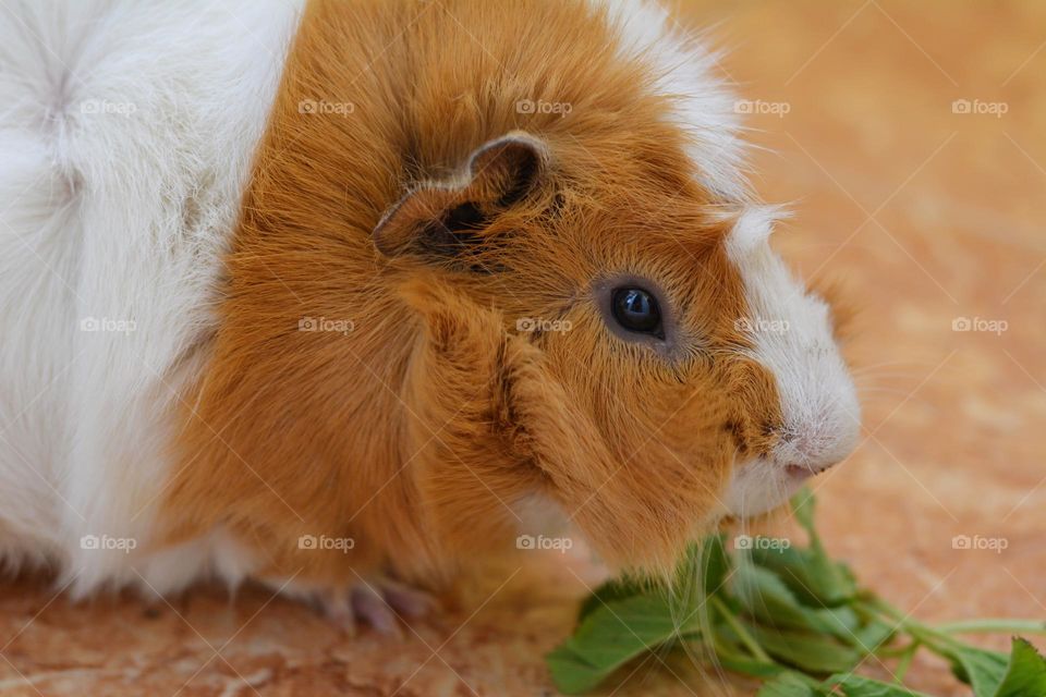 guinea pig pet eating green leaves, dinner time