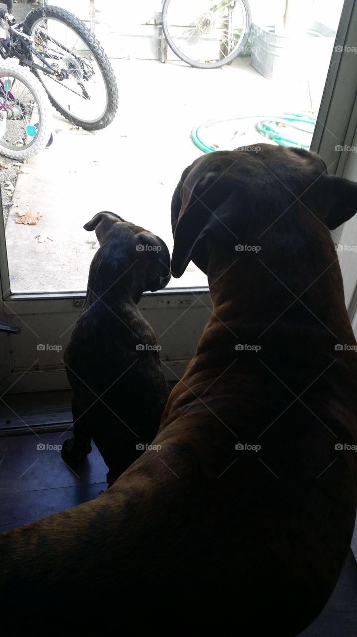 best friends. charlie and lulu waiting to play in the yard