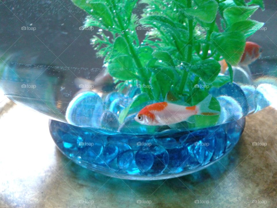 fish bowl. the new pets in the house
