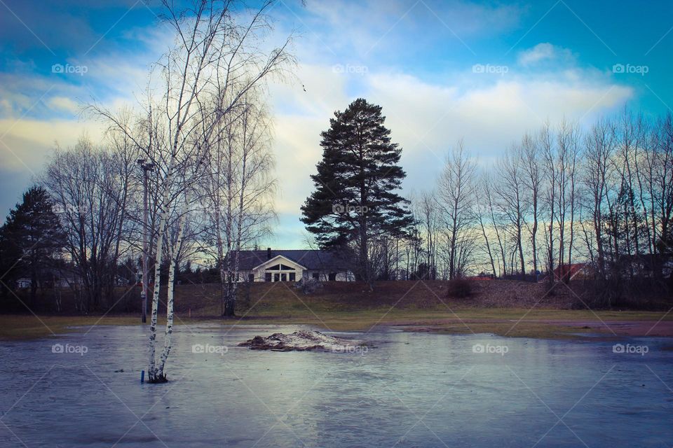 Winter landscape.  Birch tree surrounded by ice in the natural environment.  Beauty in nature