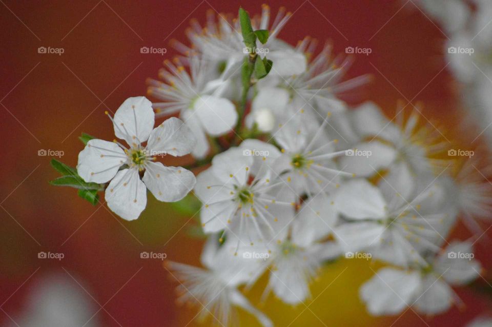 A close up of cherry blossom in bloom in the spring- photo from Poland