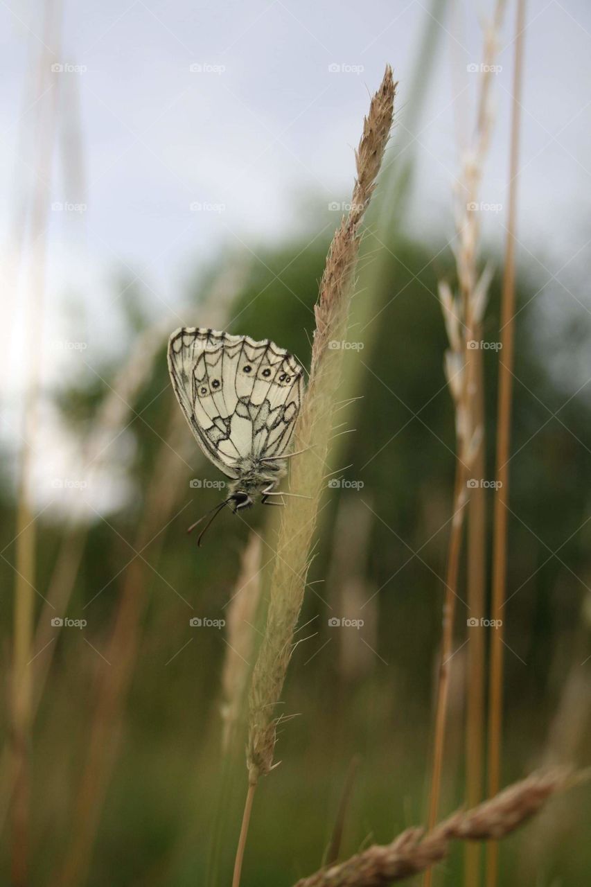 Queen of the Summer