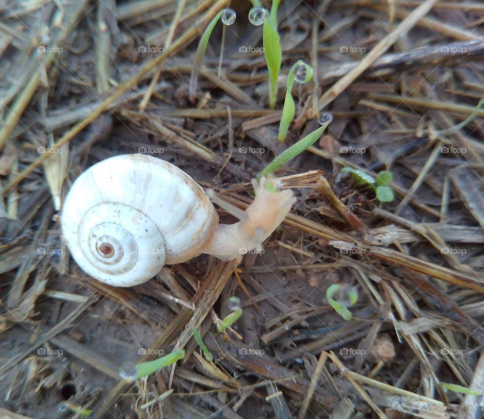 Shell, Snail, Shellfish, Nature, Spiral