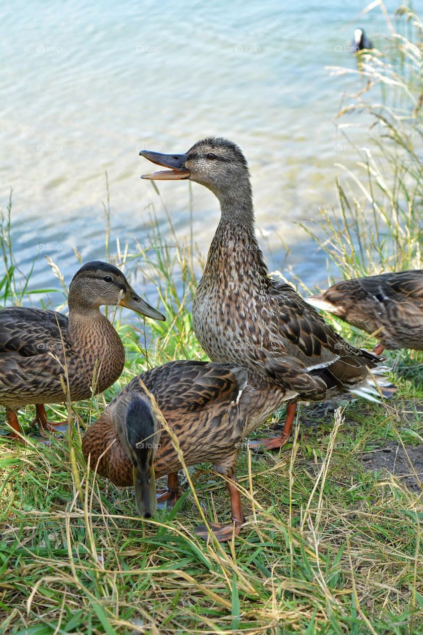 duck family