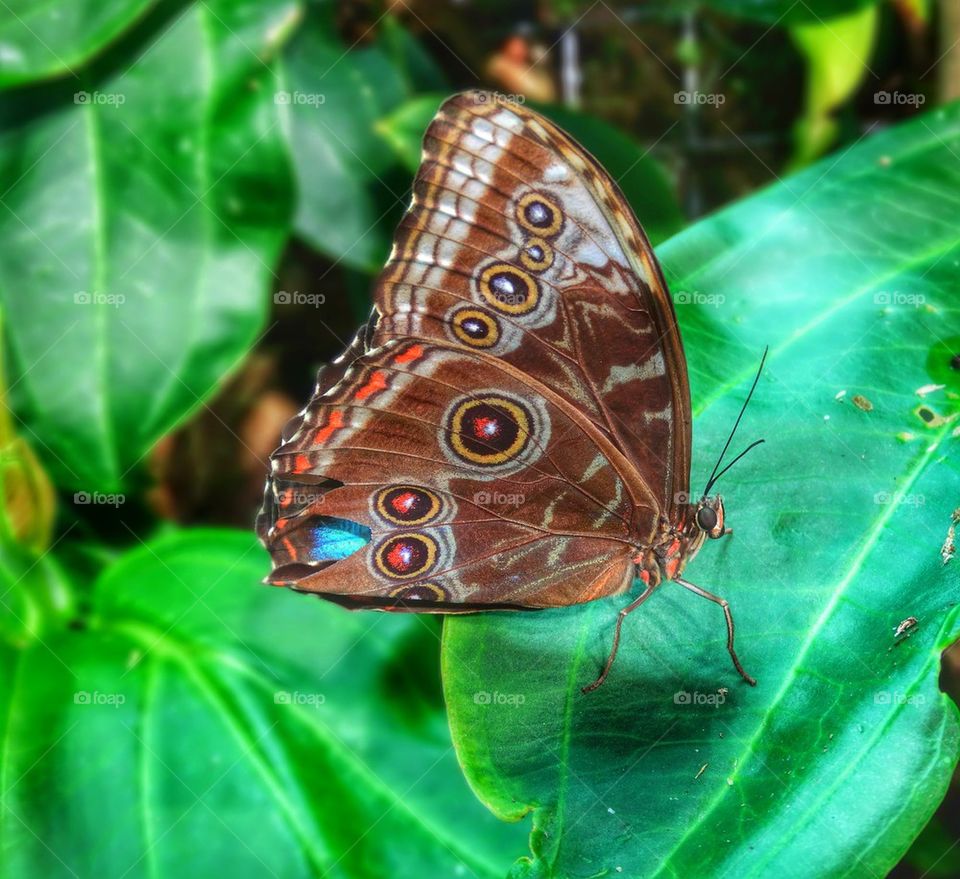 Giant Blue Morpho butterfly