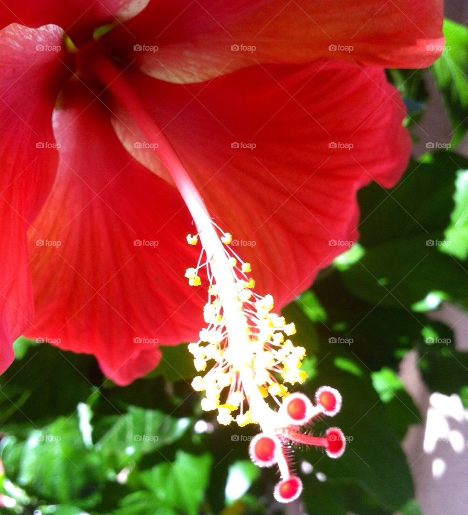 Red Hibiscus 