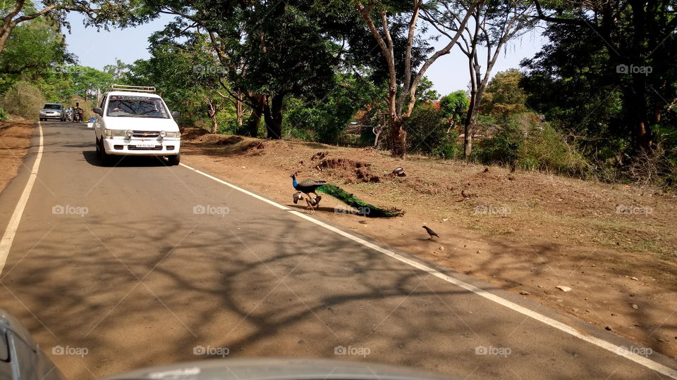 peacock crossing the road