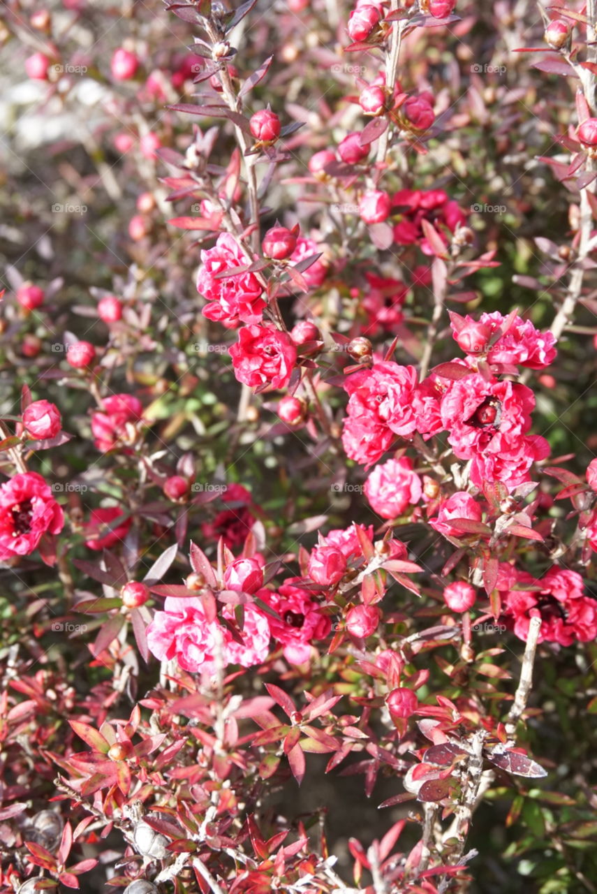 Spring flowers