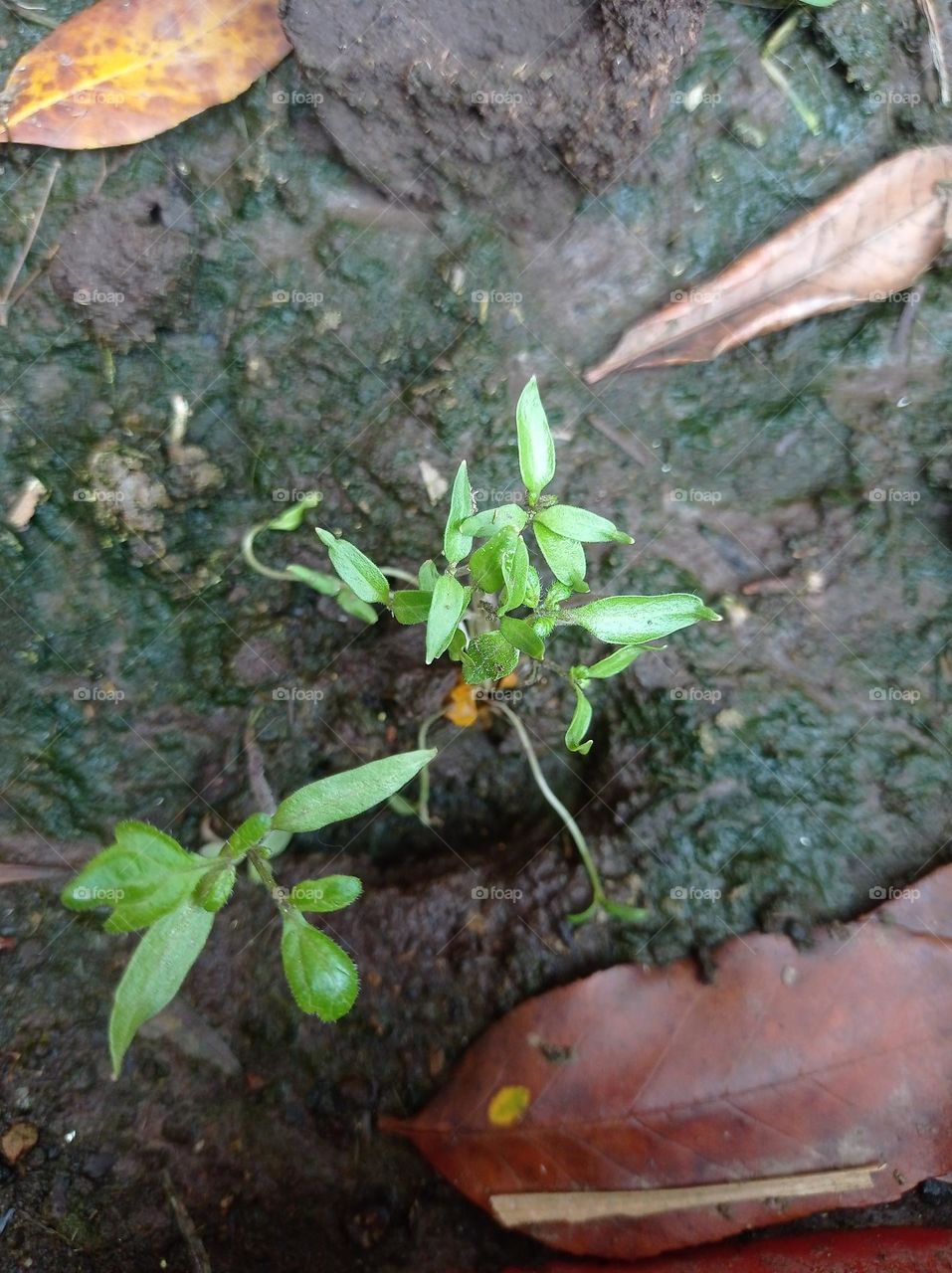 cherry tomato sprouts / plantines de tomate cherry