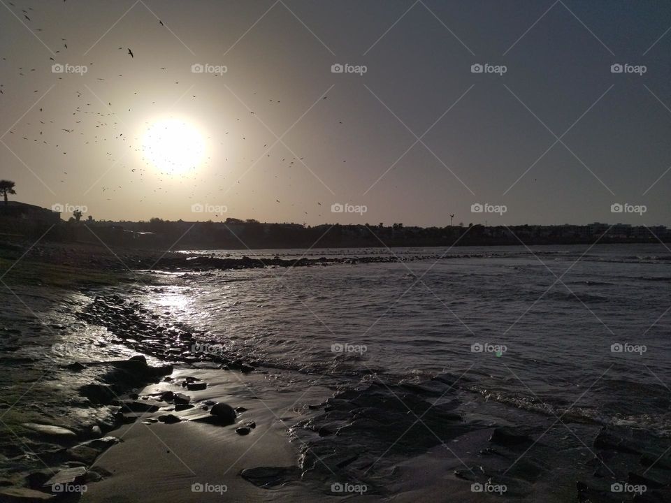 seagulls in the sky beach