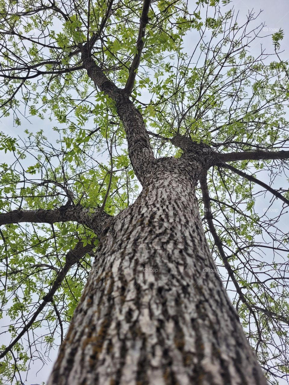 tree from below