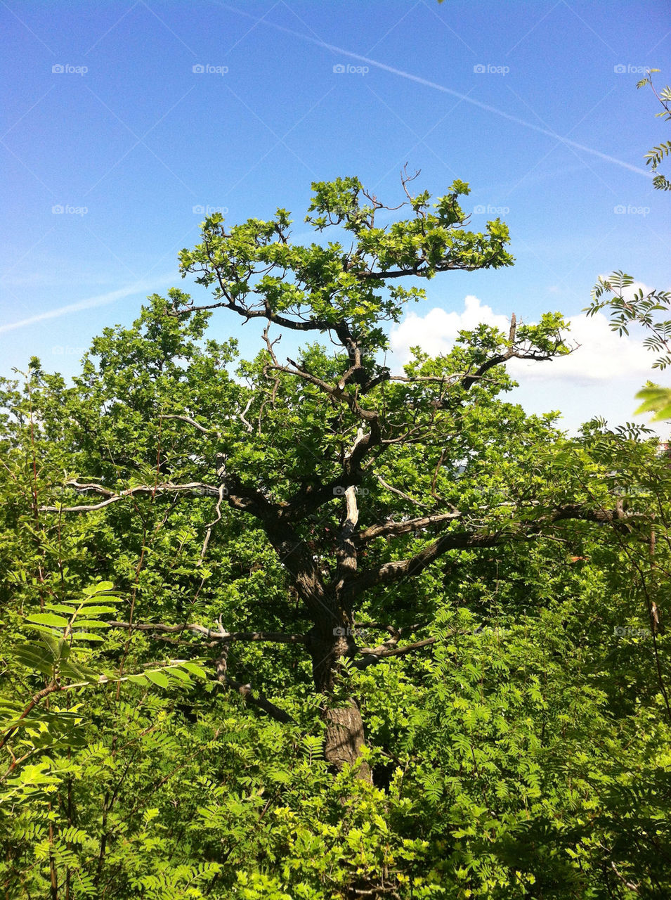 sky botany nature tree by bj