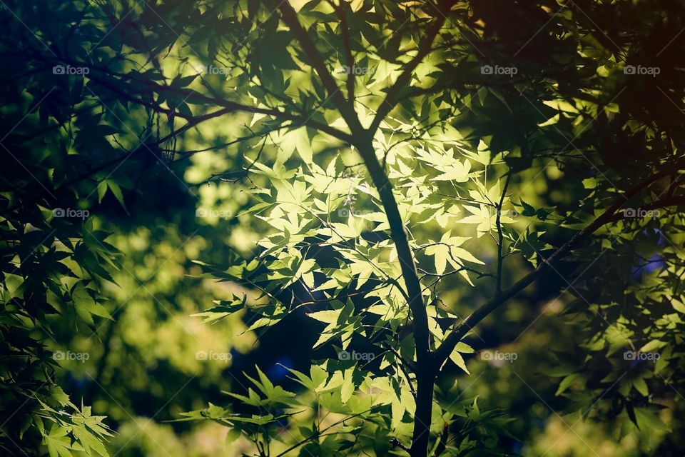 Maple leaf and bamboo forest