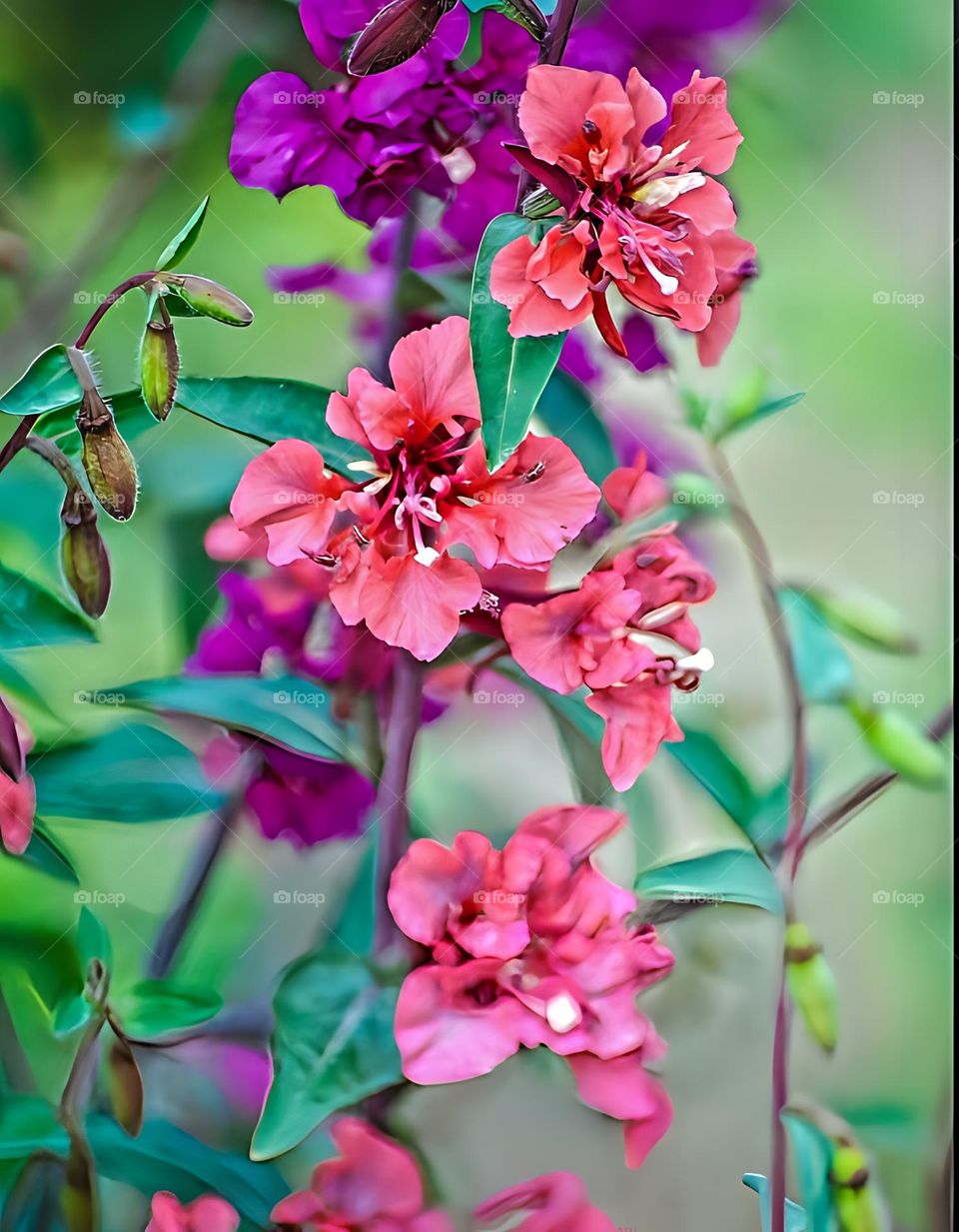 This picture represents some beautiful pink flowers.
