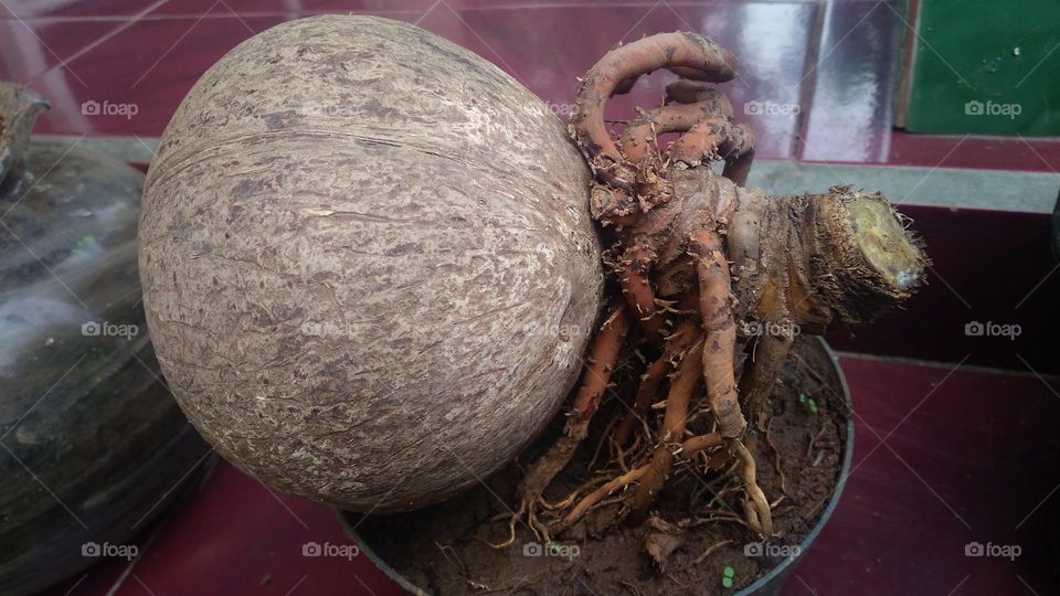 coconut trees planted in plastic containers in the yard of the house