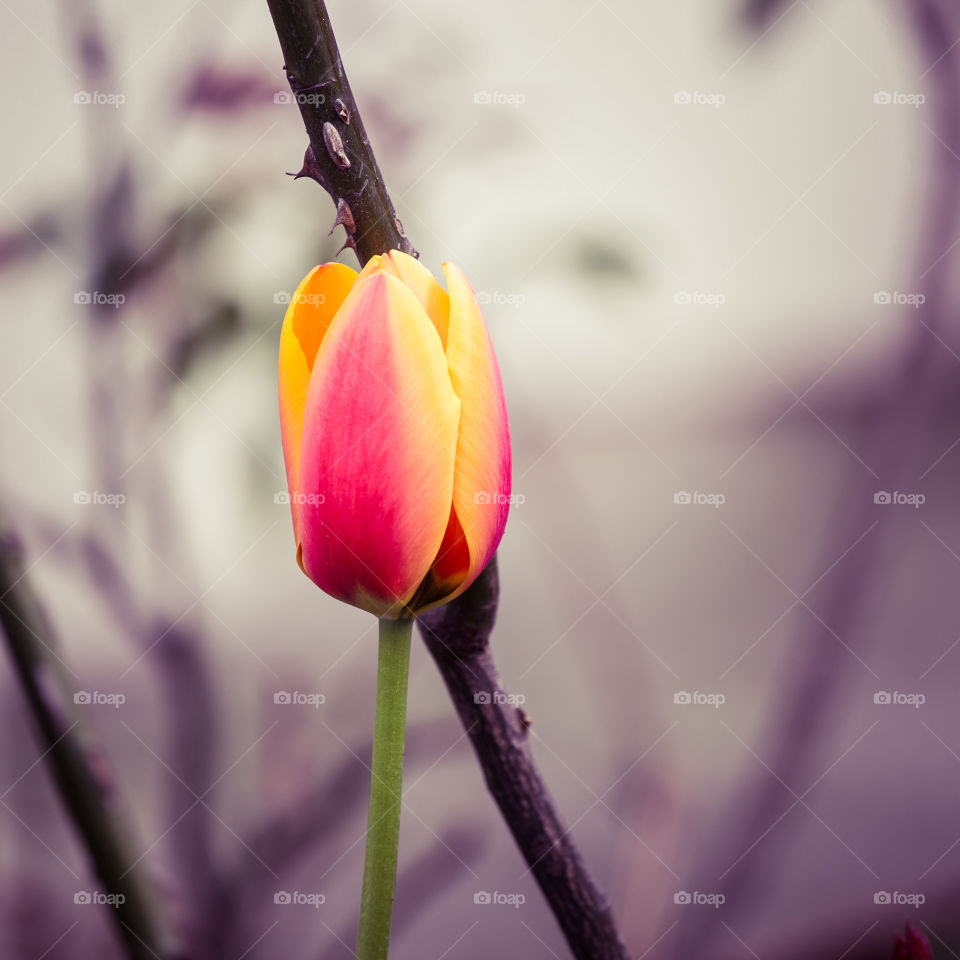 Spring flowers in London