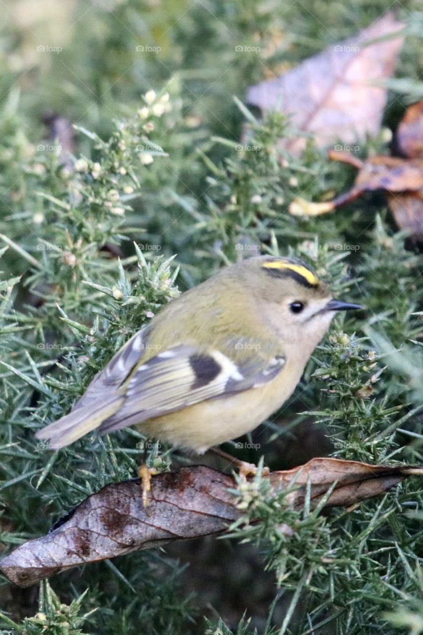 Goldcrest 