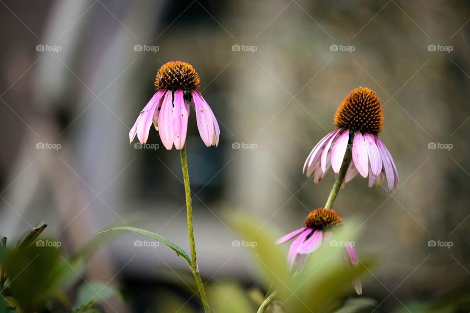 Umbrella flowers