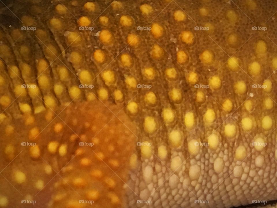 Texture of a baby leopard gecko baby