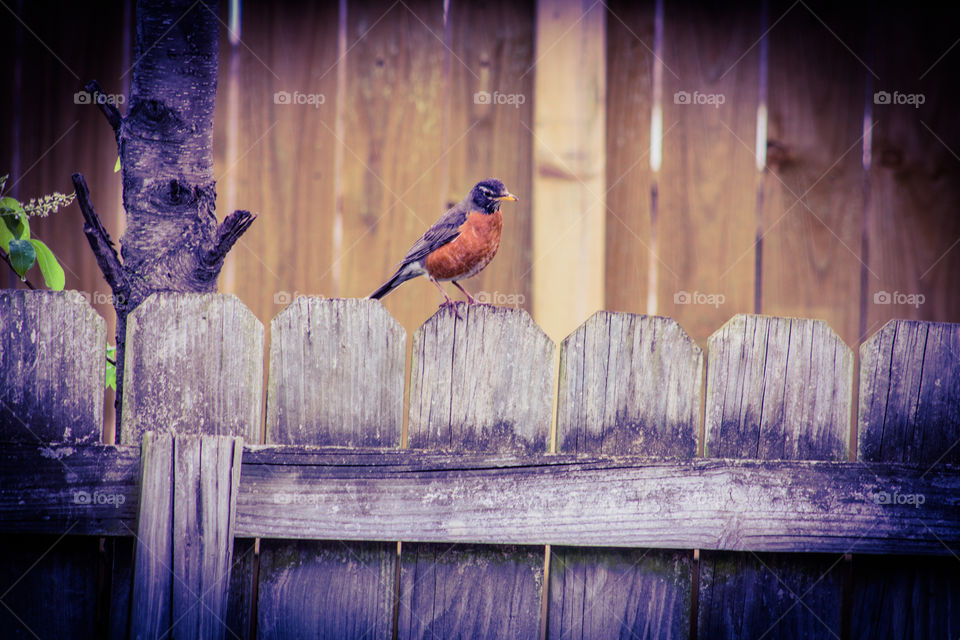 bird on the fence