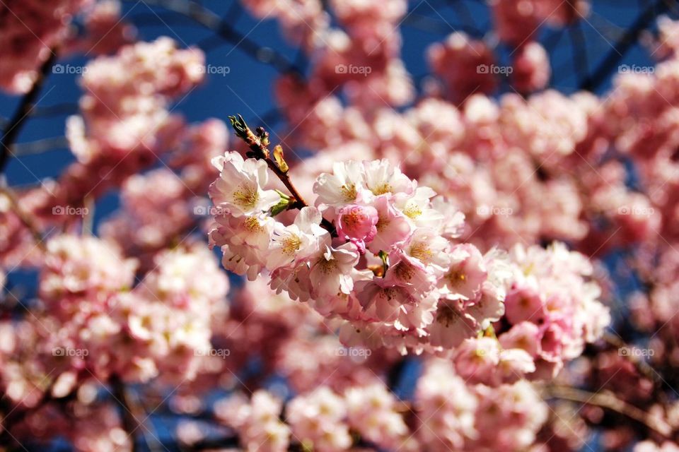 Close-up of pink flowers