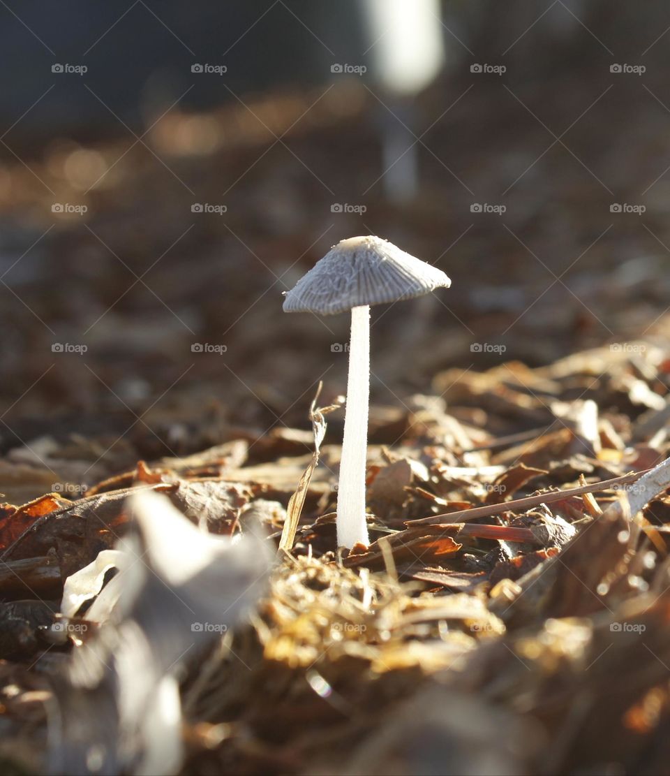 A single mushroom growing tall in the wild
