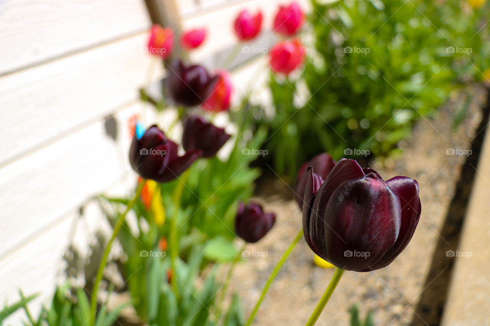 Dark purple tulip