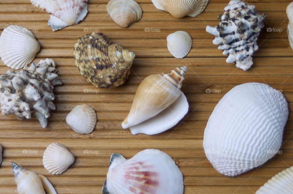 Collection of seashells