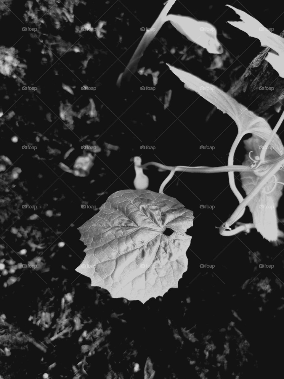 Plants in black and white