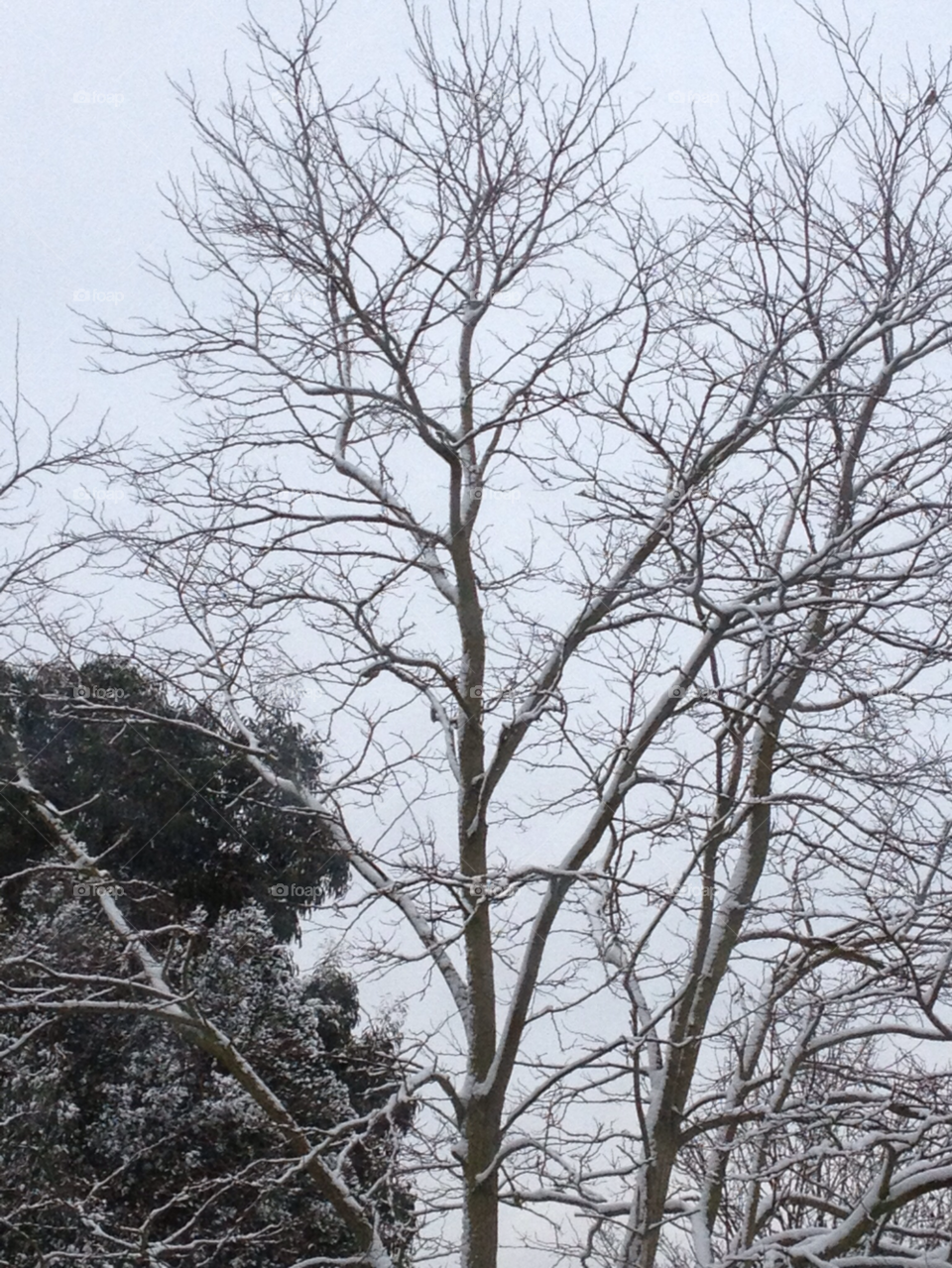 snow winter morning tree by capturedshutter
