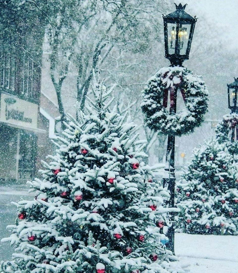 fir tree
winter
sock
holiday
street