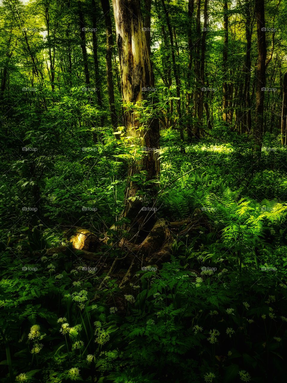 Green plant flower beauty nature greens outdoor