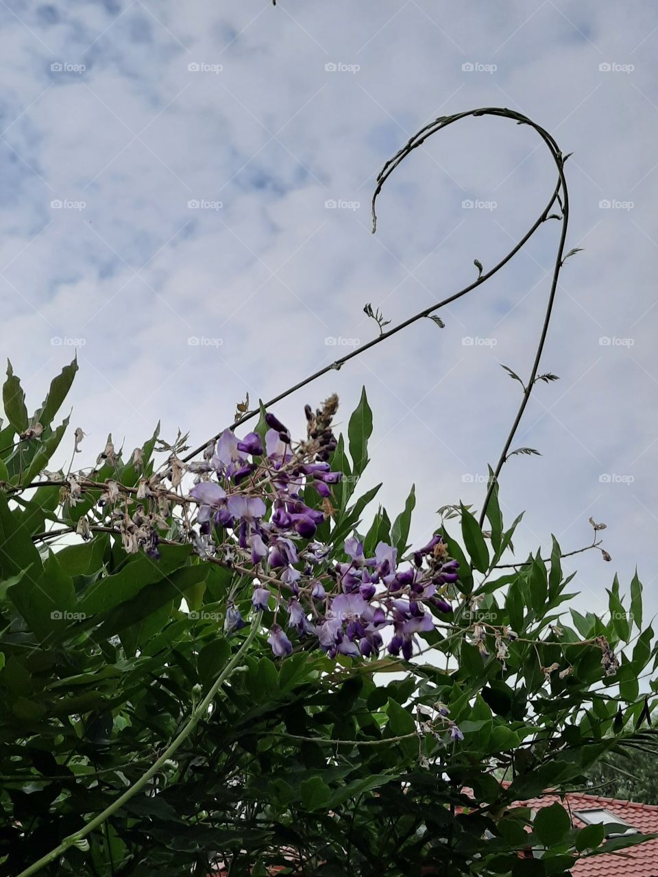 second bloom of wisteria in July