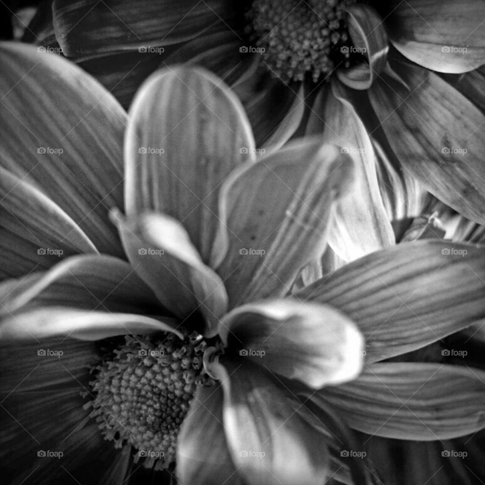 Flower, Monochrome, Nature, Flora, Black And White