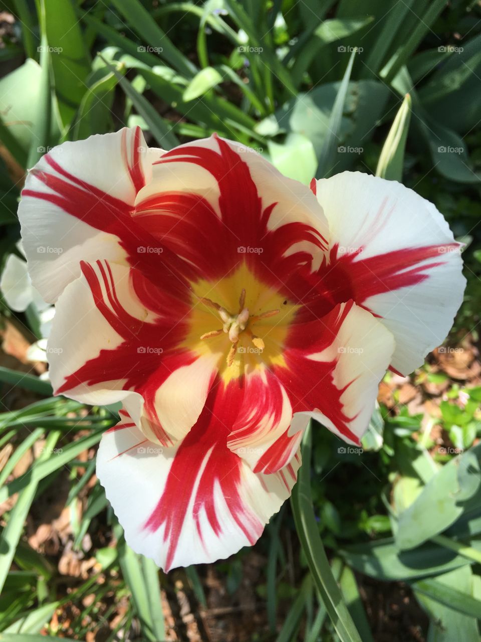 I love tulips! 
