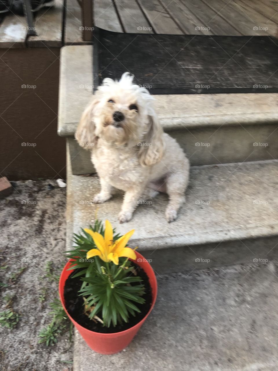 Sassy sitting by moms mew flowers she loves being outside. Happy lilttle pup best dog ever,,,,,