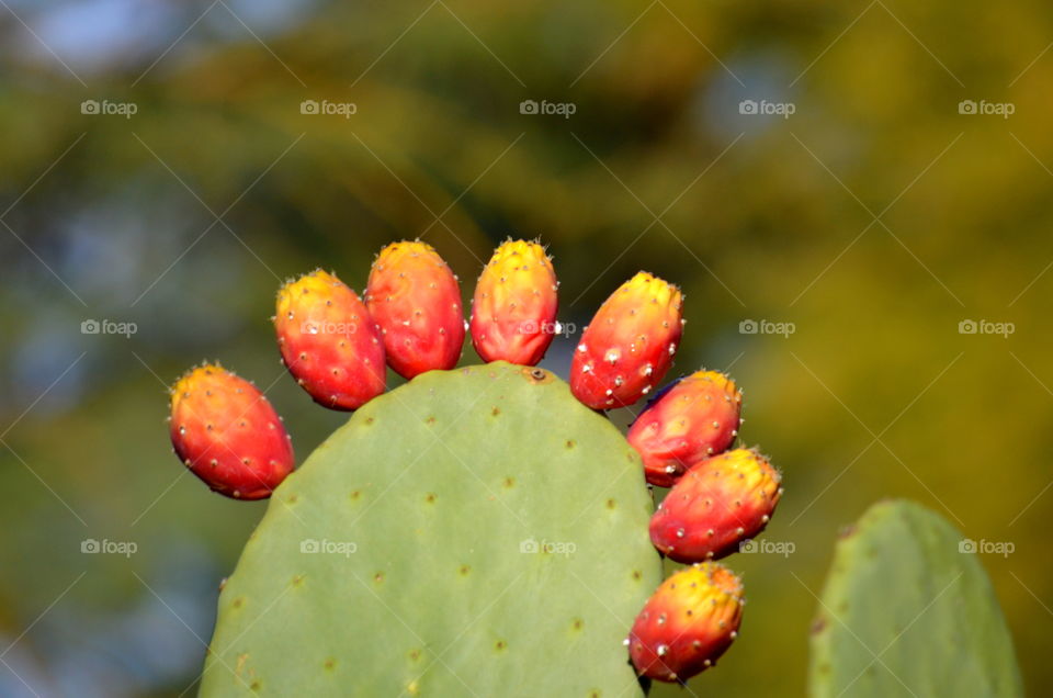 Cactus